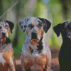 Aesthetic Catahoula Dogs Diamond Painting