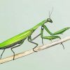 Aesthetic Praying Mantis Diamond Painting