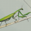 Aesthetic Praying Mantis Diamond Painting