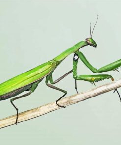 Aesthetic Praying Mantis Diamond Painting