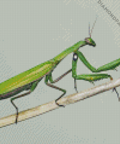 Aesthetic Praying Mantis Diamond Painting