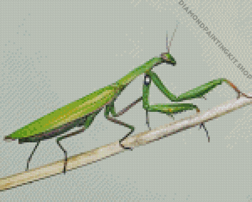 Aesthetic Praying Mantis Diamond Painting