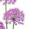 Allium Art Diamond Painting