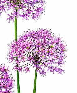 Allium Art Diamond Painting