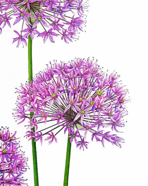 Allium Art Diamond Painting