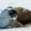 Antarctica Seal Diamond Painting