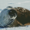 Antarctica Seal Diamond Painting