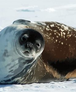 Antarctica Seal Diamond Painting