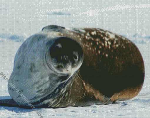 Antarctica Seal Diamond Painting