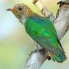 Asian Emerald Cuckoo Diamond Painting