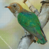 Asian Emerald Cuckoo Diamond Painting