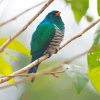 Asian Emerald Cuckoo On A Branch Diamond Painting