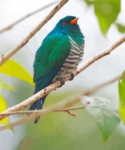 Asian Emerald Cuckoo On A Branch Diamond Painting