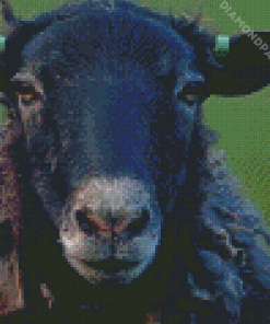 Black Sheep Head Diamond Painting