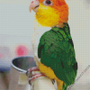 Caique Bird Diamond Painting