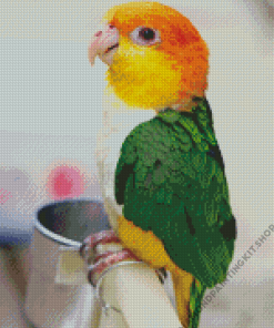 Caique Bird Diamond Painting