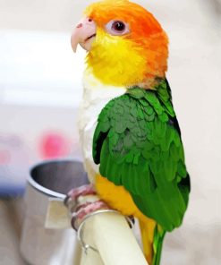 Caique Bird Diamond Painting