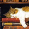 Cute Sleepy Cat And Books Diamond Painting