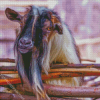 Farm Nigerian Dwarf Goat Diamond Painting