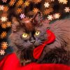 Fluffy Black Cat With Red Bow Tie Diamond Painting