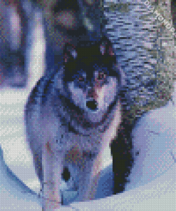 Grey Wolf In Deep Snow Diamond Painting