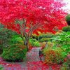 Japanese Maple Tree In Garden Diamond Painting