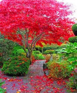 Japanese Maple Tree In Garden Diamond Painting