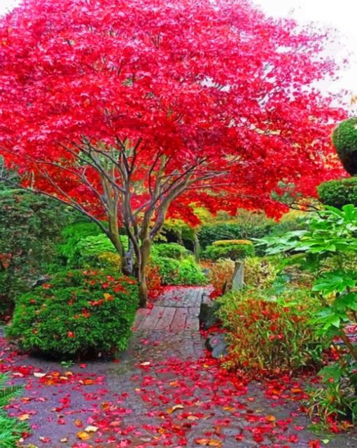 Japanese Maple Tree In Garden Diamond Painting