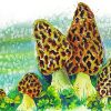 Morel Mushroom Art Diamond Painting