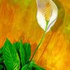 Peace Lily Art Diamond Painting