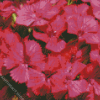 Pink Sweet William Diamond Painting