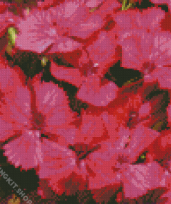 Pink Sweet William Diamond Painting