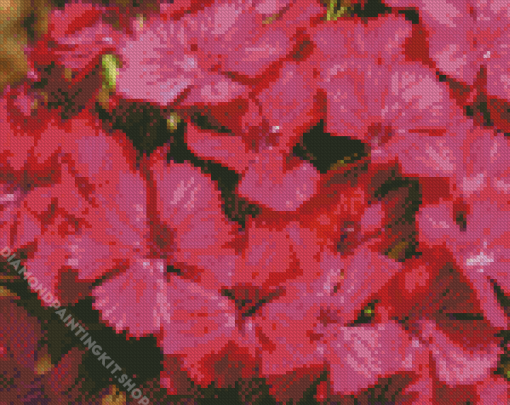 Pink Sweet William Diamond Painting