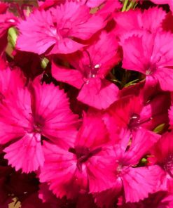 Pink Sweet William Diamond Painting