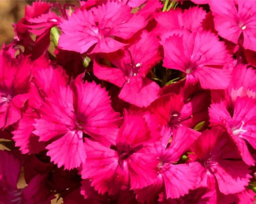 Pink Sweet William Diamond Painting