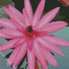 Pink Tiger Lotus Diamond Painting