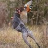 Pointer With Pheasant Diamond Painting