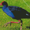 Pukeko Bird Diamond Painting