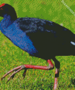 Pukeko Bird Diamond Painting