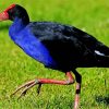 Pukeko Bird Diamond Painting