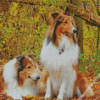 Rough Collies Diamond Painting