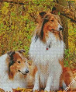 Rough Collies Diamond Painting