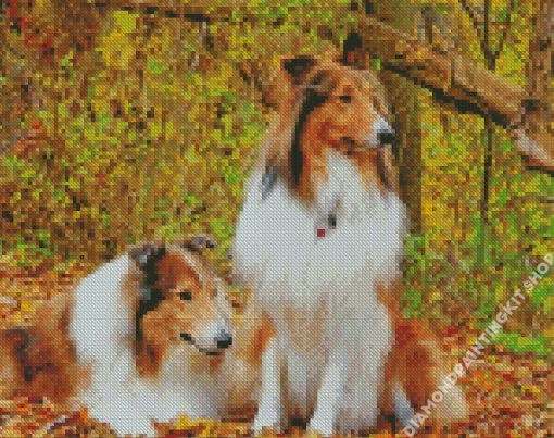 Rough Collies Diamond Painting