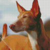 Close Up Podenco Dog Diamond Painting