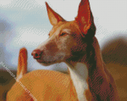 Close Up Podenco Dog Diamond Painting