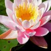 White Pink Tiger Lotus Diamond Painting