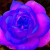 Blue And Purple Flower Rose Diamond Painting