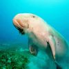 Dugong Diamond Painting