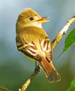 Flycatcher Bird Diamond Painting