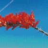 Fouquieria Splendens Ocotillo Cactus Diamond Painting